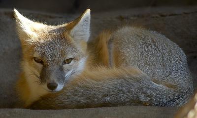Fox