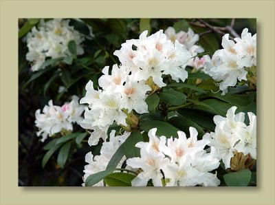 Rhododendrum