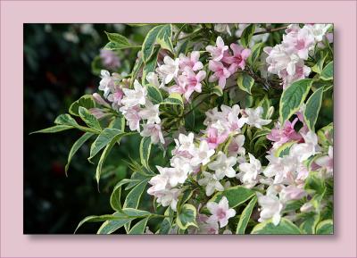 Variagated Weigela