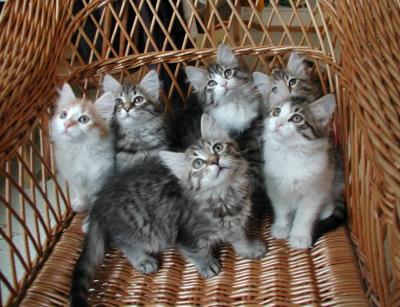 The kittens at 10 weeks