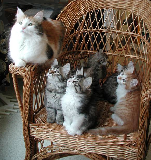 Mom Siiri posing with the kittens