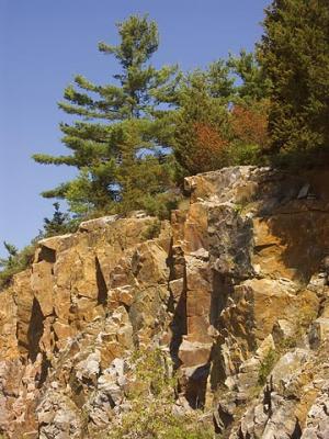 Pines Atop Rock Face