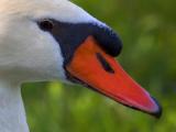 Swan Face 2208