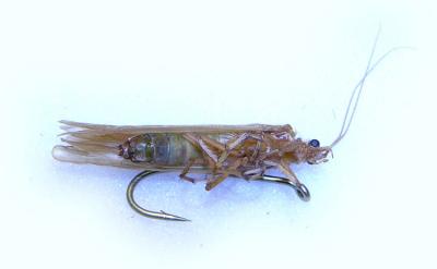 green and cream caddis next to hook