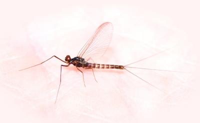 mahogany mayfly