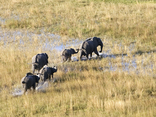 Elephant train