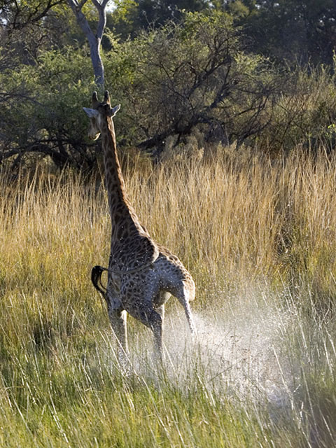 Giraffe