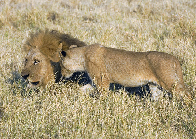 lions