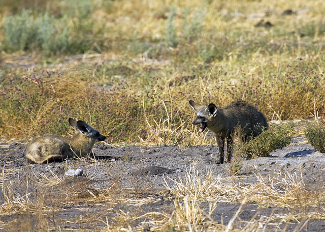 foxes