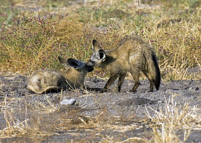 foxes