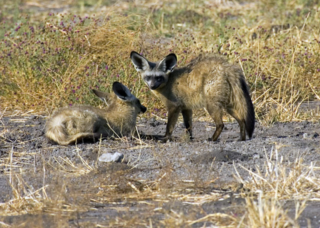 foxes