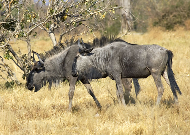 wildebeast1