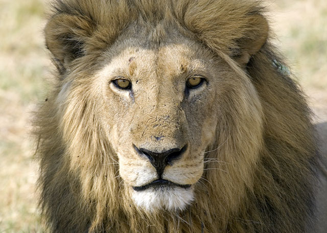 lion face