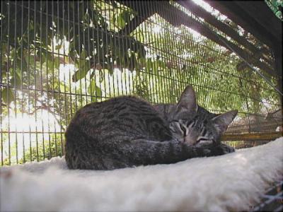 Sweet Dreams in the 6' by 36' cathouse, on the upper (6' high) shelf...there is a catwalk to the upper level