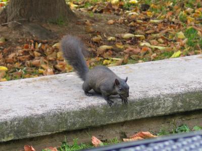 Black Squirrel Graduate College