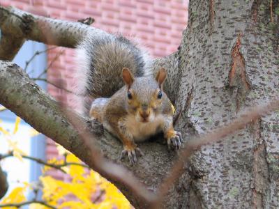 Squirrel Princeton CS Tree Looking