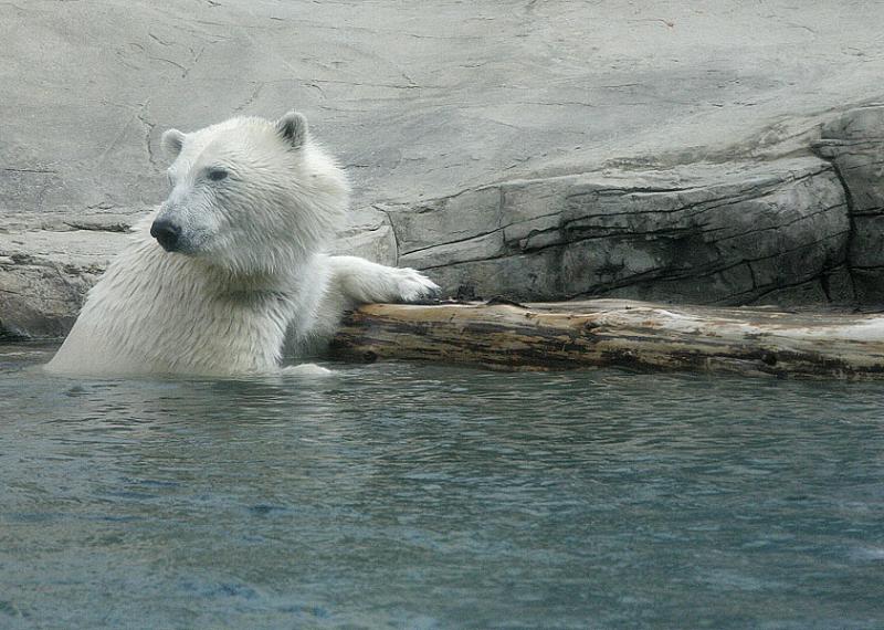 PolarBear