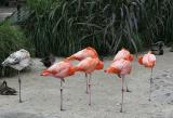Greater flamingo (Phoenicopteris ruber)