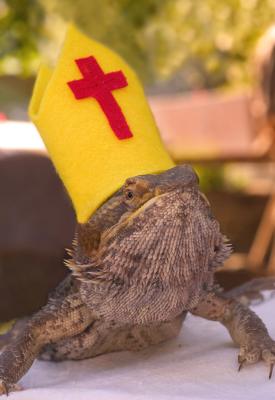 papal beardie