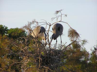 Building Nest