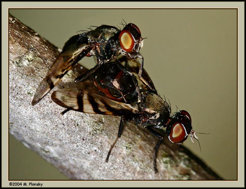 Picture winged flies mating