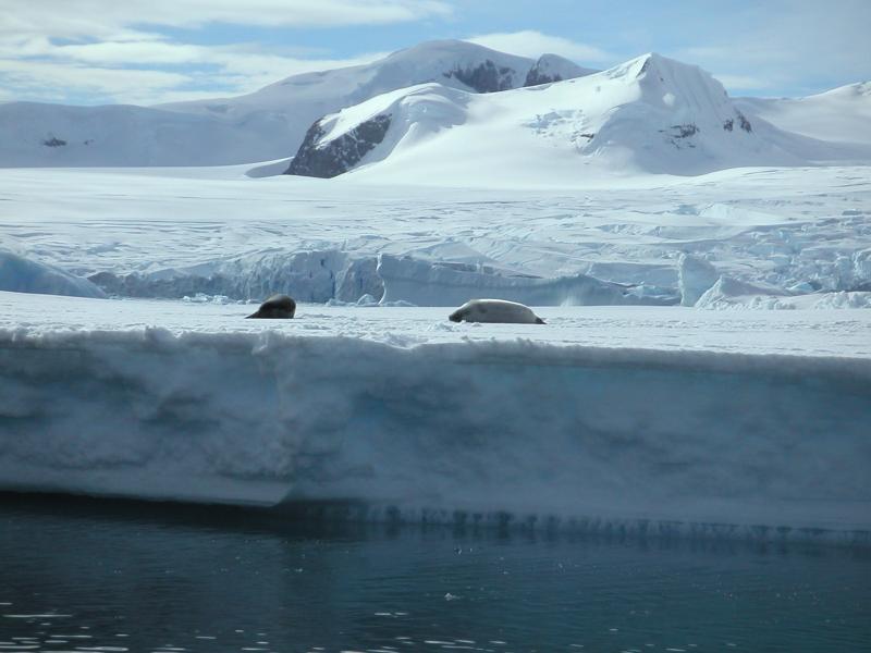 Seals on an icefloe