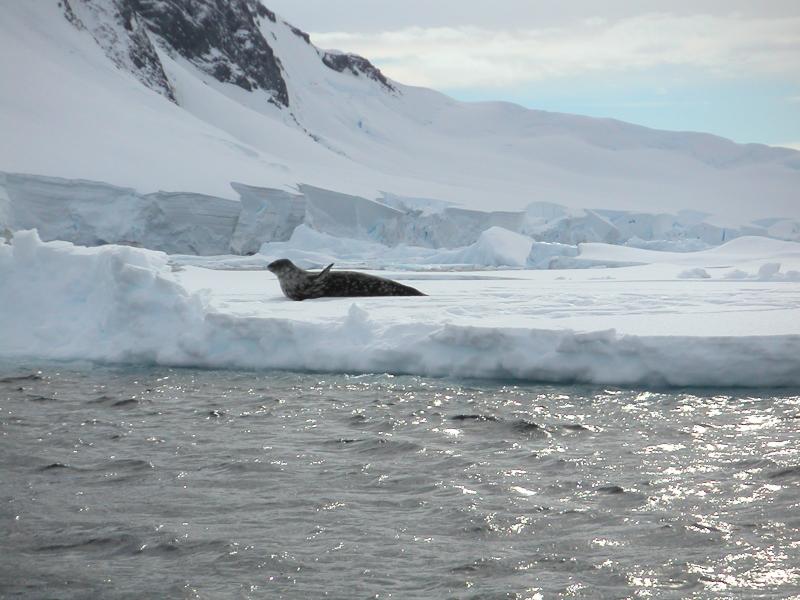 This is my ice floe