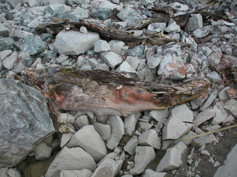 Mummified seal