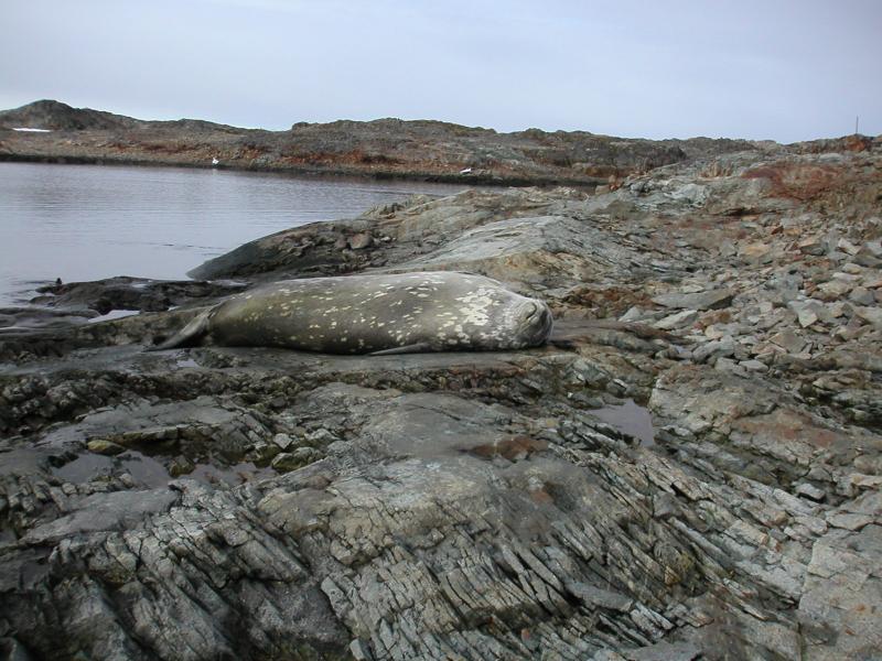 Seal outside