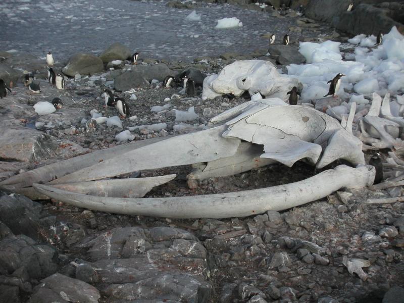 Blue whale skull