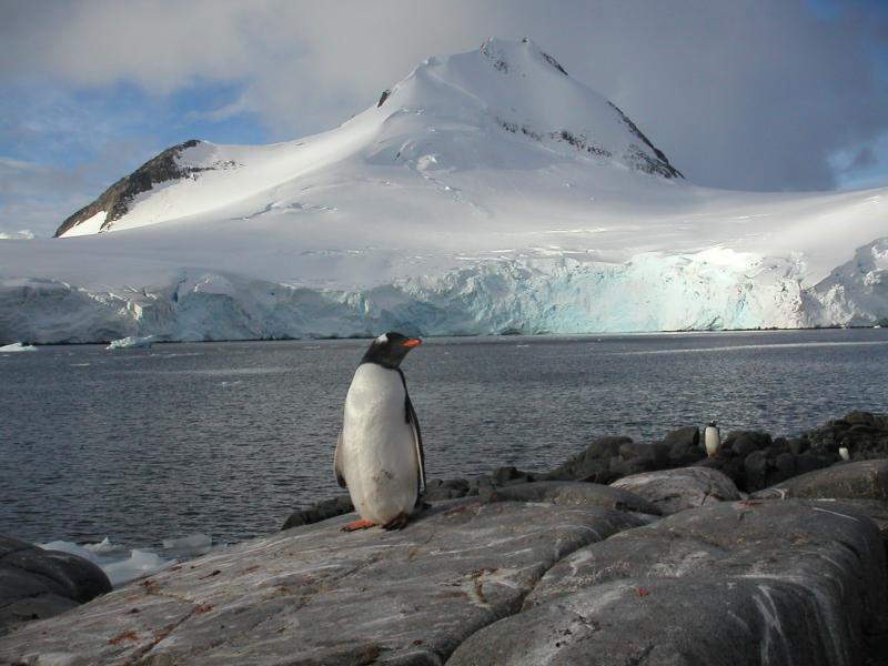 Penguins