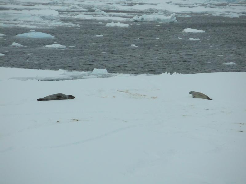 Leopard seal & crabeater