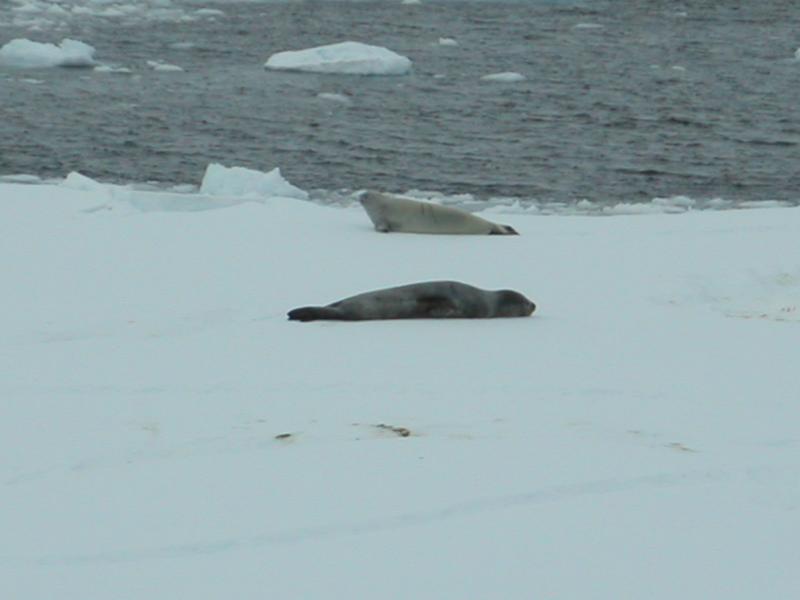 Leopard seal & crabeater