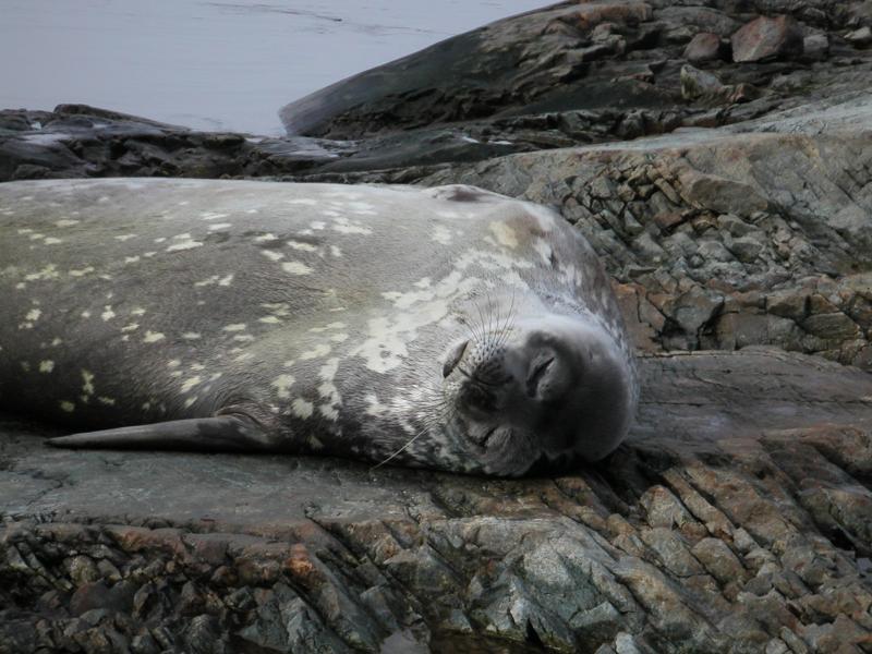 He's found a nice smooth rock