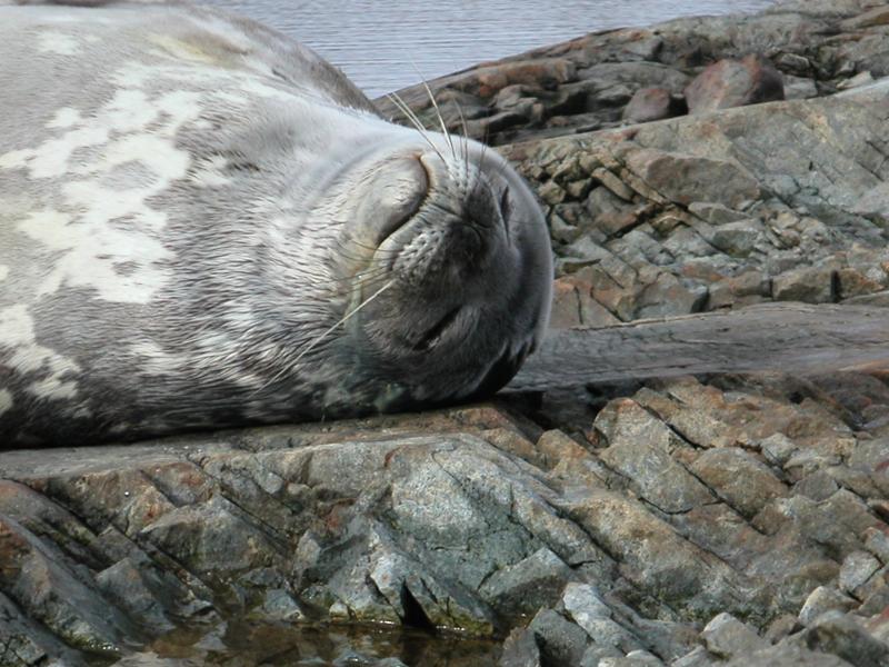 Having a nap
