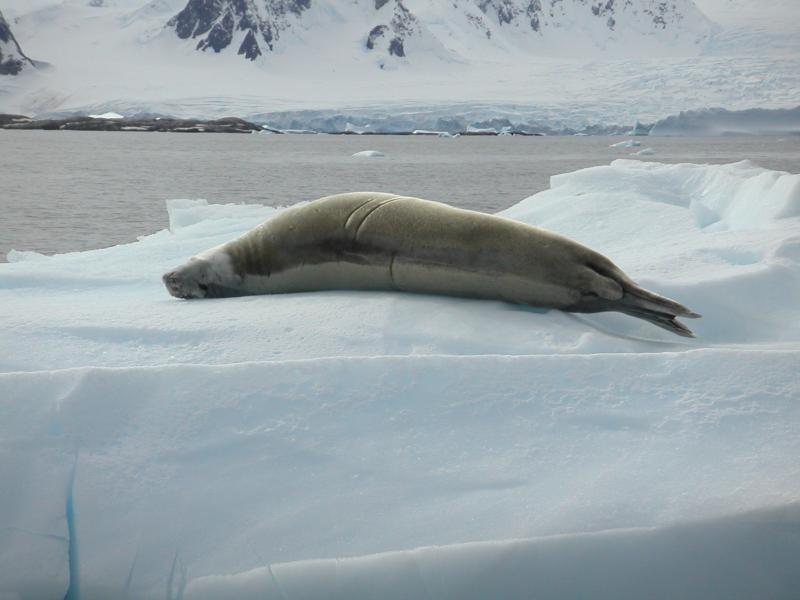 Crabeater seal