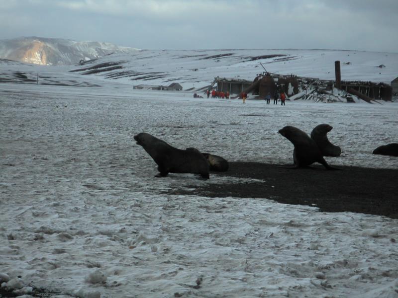 Lively fur seals