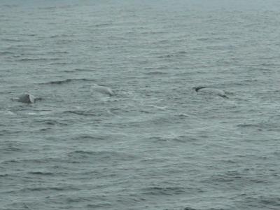 Three lazy humpbacks