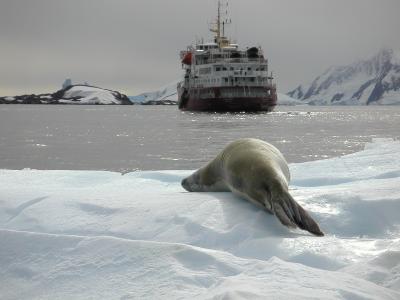 Seal watches Polar Star