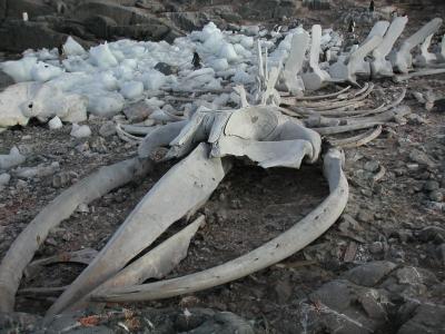 Whale bones and penguins