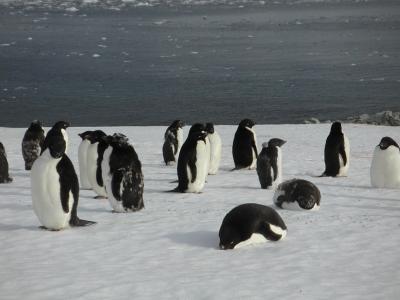 Adelie penguins hanging out