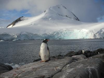 Penguins at home