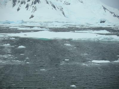 Crabeater & weddell seals on ice floe