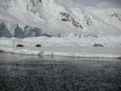 Seals on a floe