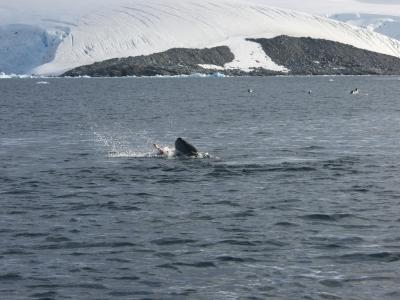 Leopard seal killing a penguin