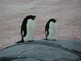 Cute adelie penguins