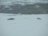 Leopard seal & crabeater