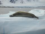 Crabeater seal