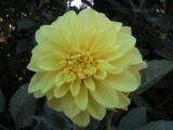 Yellow flower