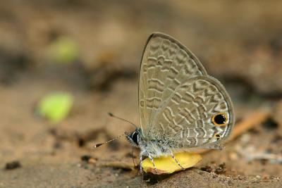 Tailless Line-Blue